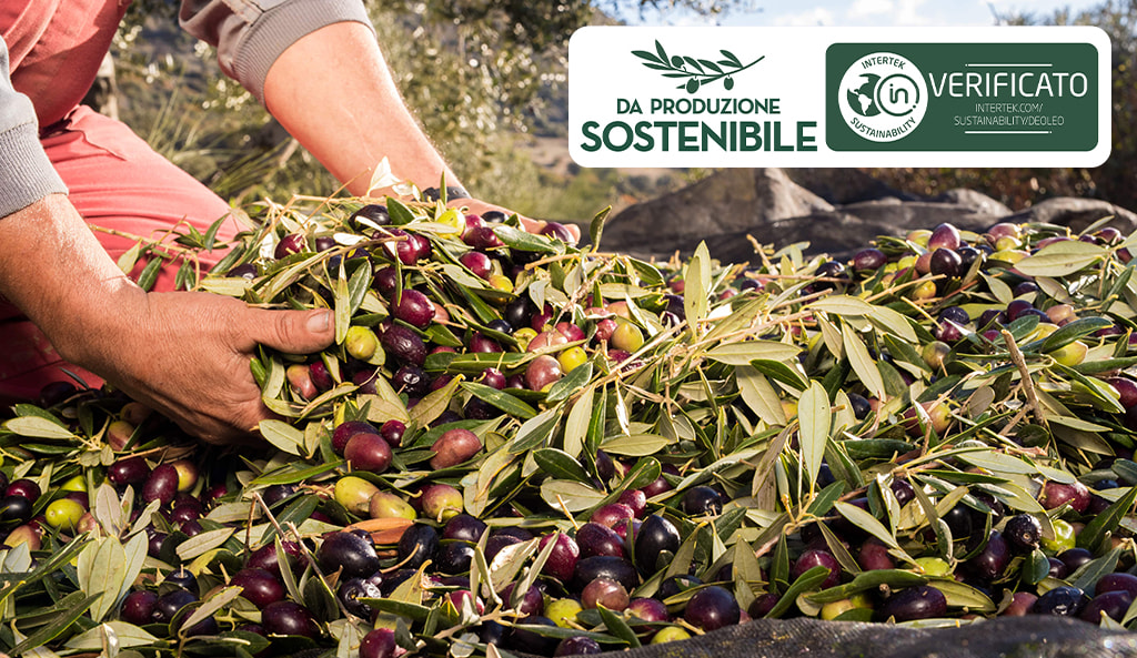 Foto olive - Produzione sostenibile