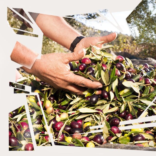 Ogni goccia del nostro olio racconta la dedizione alla tradizione e l’attenzione per l’ambiente, trasformando ogni piatto in un'esperienza unica. Nasce tutto da olive di qualità, le protagoniste di un processo che unisce passione e competenza.
.
.
#oliocarapelli #carapelli